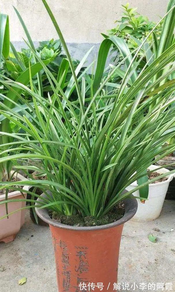 替兰花分株怕伤其根系,采用“不分盆”方法,新手也可轻松驾驭!