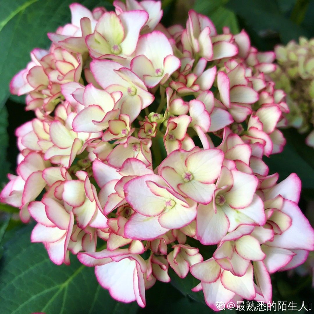 叶片|快住手!这10种植物千万别晒,晒得越多,死得越快!