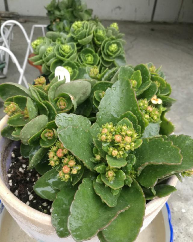 蟹爪兰君子兰不开花,给你说个小方法,叽里咕噜开满花