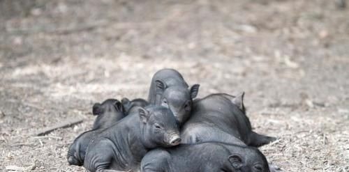 公讳字&朱元璋姓朱,明朝百姓管猪叫啥?皇帝给猪改了名,很多人都读不出