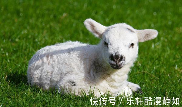 日子|农历哪几个月出生的属羊人，福气深厚，贵人多助，日子财富不缺