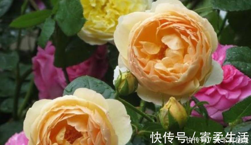 朱迪|漂亮又好养的“4种花”,比玫瑰好看,招财又开运,你养了吗?