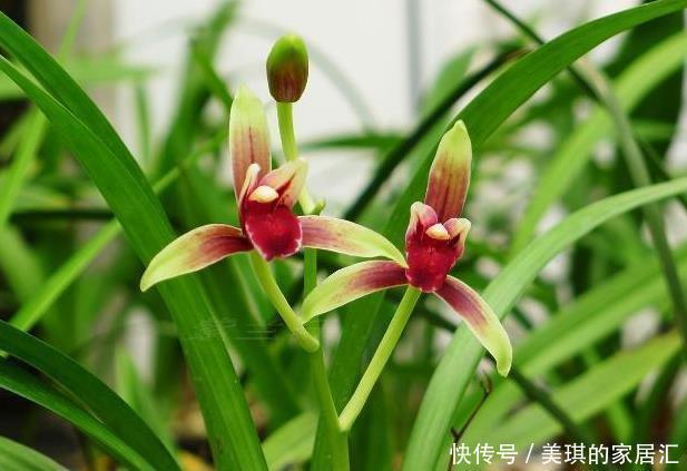 花蕾|兰花的小排铃、大排铃和转茎分别是什么?大的花蕾就是大排铃吗?