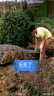 |搞笑GIF:站在高处往下看,风景真的不一样