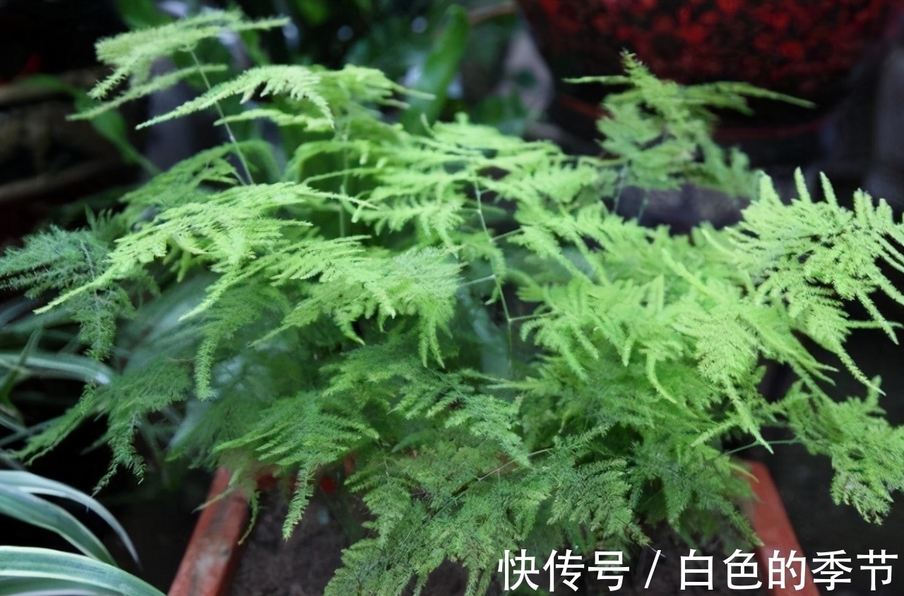 绿萝，文竹长不旺，那就给它来点“糖”，枝条嗖嗖长，叶子绿油油