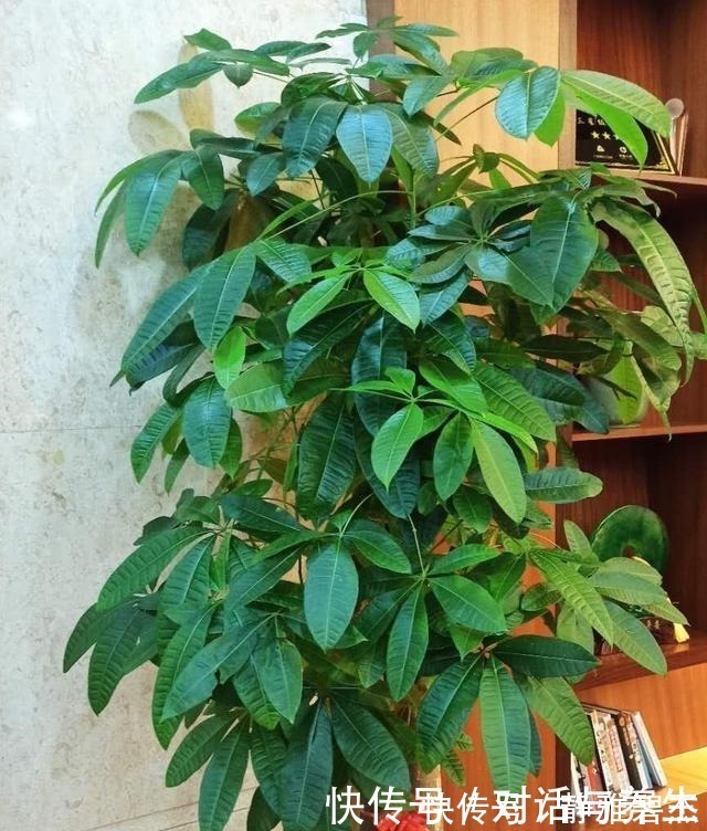 花友|养花常说的“散射光”是什么光哪些地方符合散射光要求！