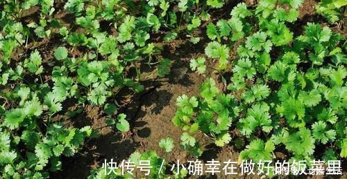 保质期|原来保存香菜很简单，教你正确方法，久放也不会出现发黄和烂叶