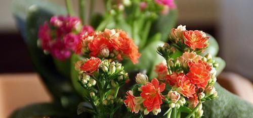 黄豆水|养花还在用黄豆水?你out了!现在都流行3种肥,花开旺盛