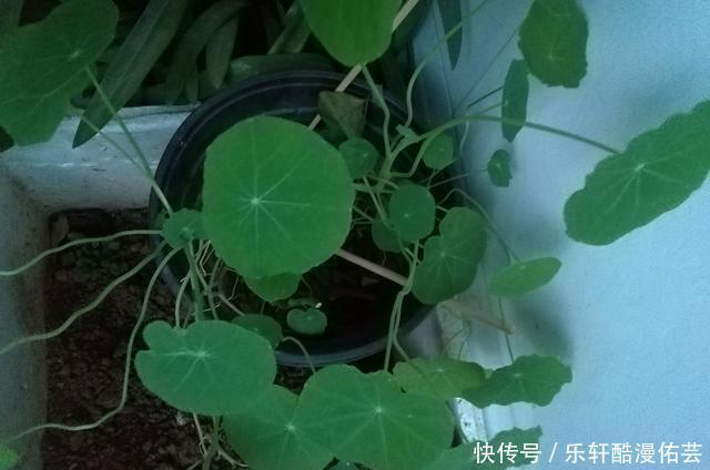 金丝荷叶花。不开花,看叶子也挺好看的