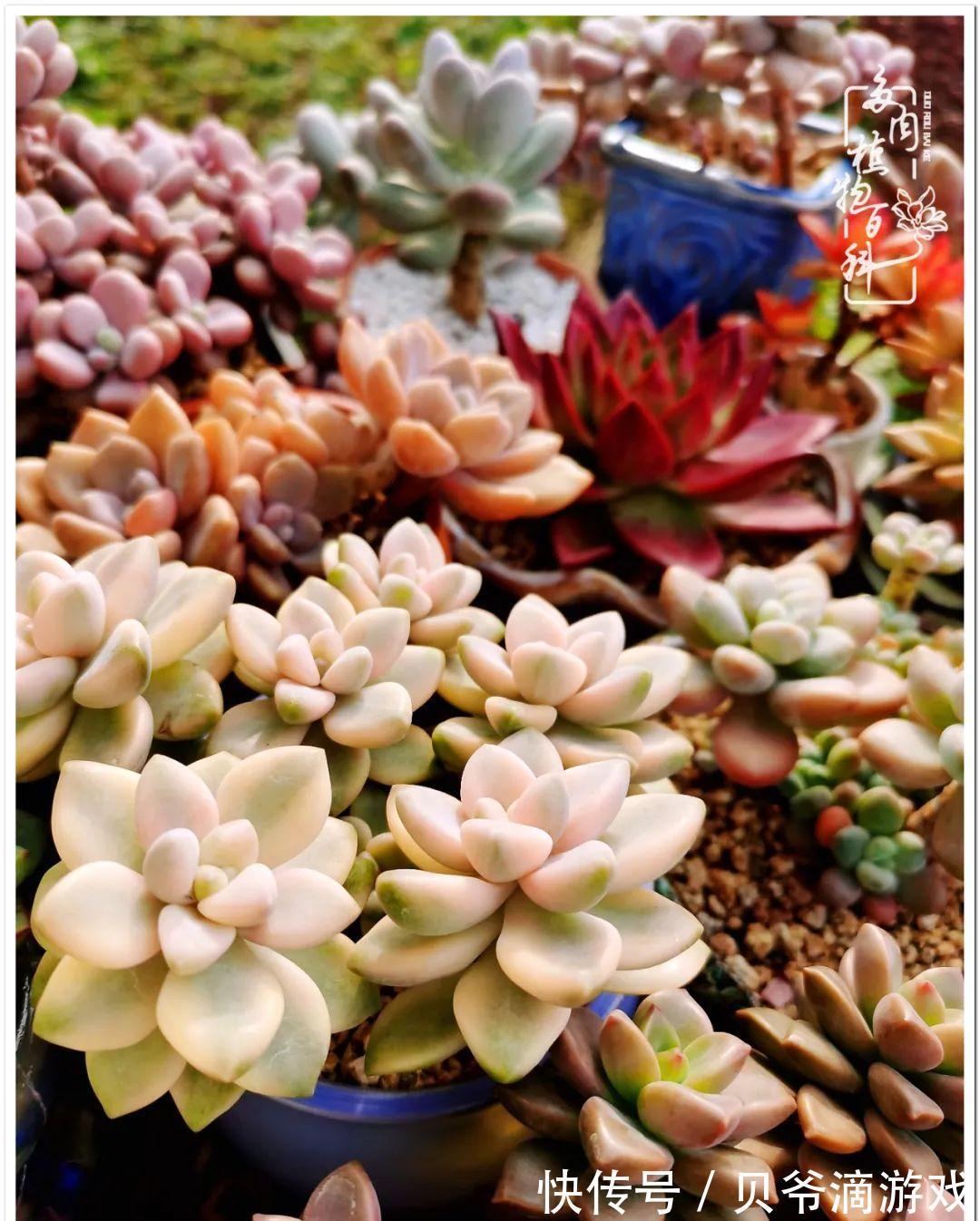 养多肉是喜欢,顺其自然是心境!