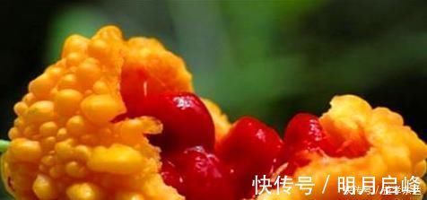 金铃子金铃子|会吃的人最健康,不妨多吃的食物,护肝明目,活血补血