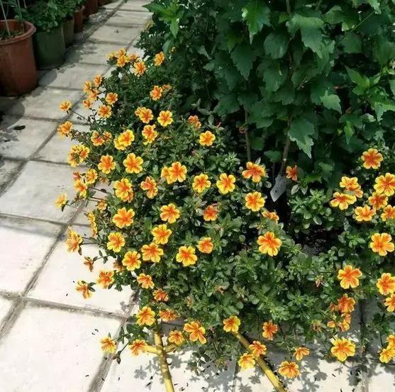 植株|养4种花“当心”，生长太快，就像“生物入侵”，养多了清理难