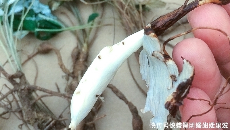 根似人参却不是“参”,长在农村过去常忽视,如今20元一斤