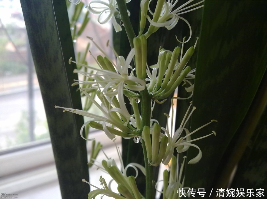 虎皮兰|你见过虎皮兰爆盆开花吗要想让它天天开花，只需做好两点就可以