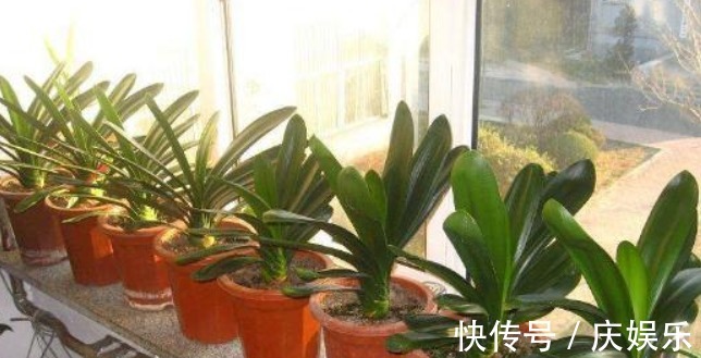 养花|出门捡块“它”,砸碎扔盆里,土壤疏松不板结,几年不换盆也能长