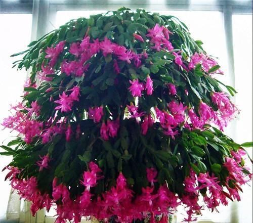 这些花,夏天浇水越多死得越快,说不定你家就有一盆