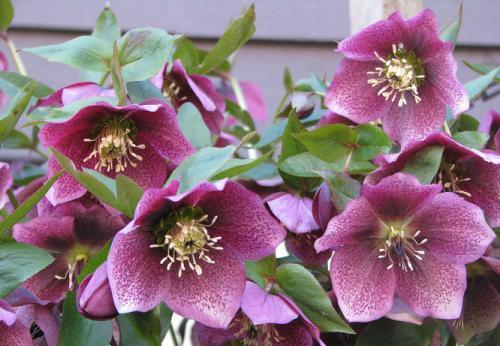 被名字耽误的8种花，好养好看开花惊艳，你最喜欢哪种？