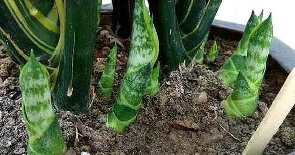 高手养虎皮兰土壤中加点“它”,一周冒出8个芽,呼呼长“爆盆”