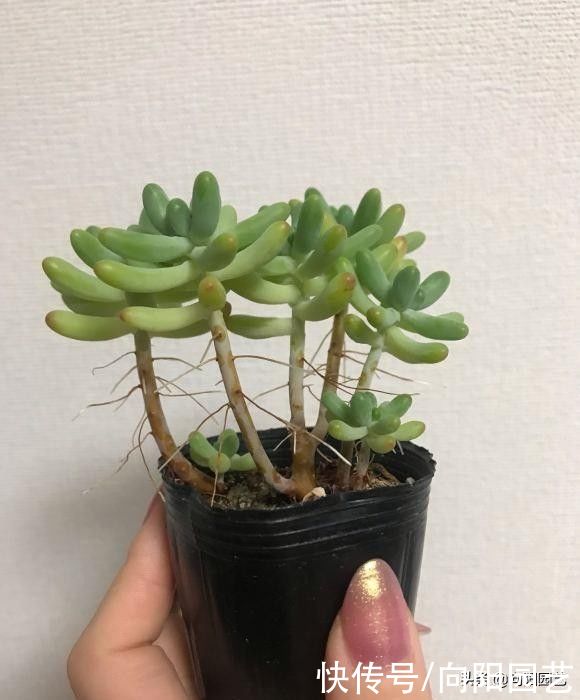 多肉为什么会长气生根？气生根是好还是坏？如何处理气生根？