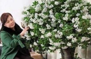 李大姐养玉树，10天浇次“它”，一年就“成老桩”，还能开白花！