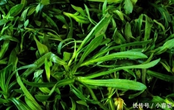 长得像野草，却是“救命菜”，润肺止咳，如今不多见，遇到莫错过