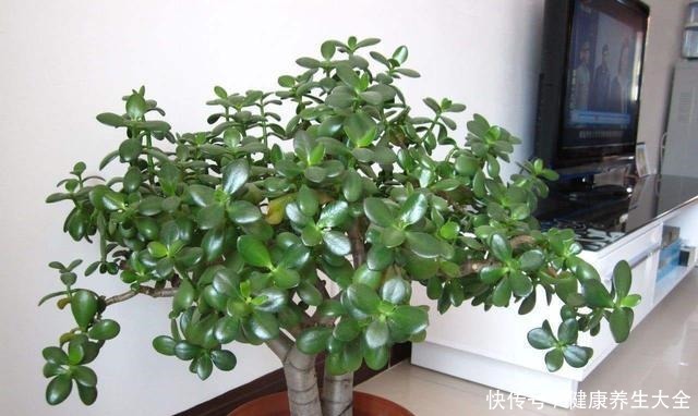 养玉树靠4步,秋日做对了,轻轻松松养出耐活老桩!