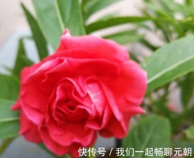 4种花自带财运,好养易活不招虫,比牡丹好看,比吊兰好养