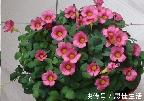 这10种花超级怕冷，再不搬进屋，小心只剩下盆了