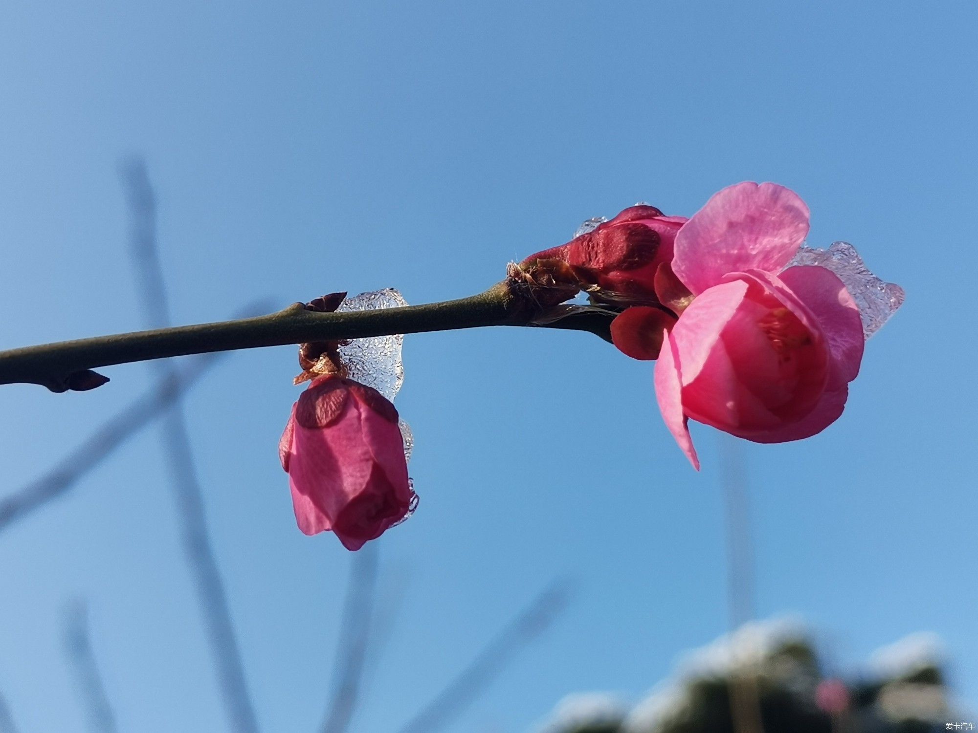 老年|【爱卡踏青季】踏雪寻梅