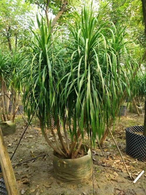 家里|有钱人最喜欢这3种“花”,摆在家里镇宅旺财,四季常青开花不断