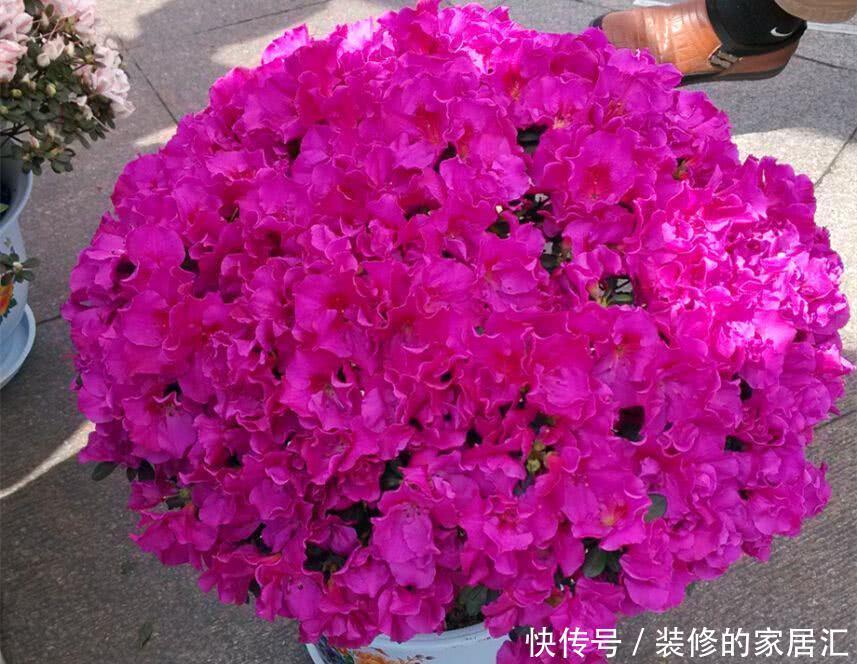 杜鹃|花店刚买的杜鹃黄叶,落花苞,喷点这个水,一招就搞定