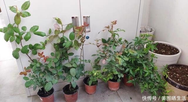 花盆里有小飞虫，不用喷药，简单1个方法，干净清爽，花草旺！