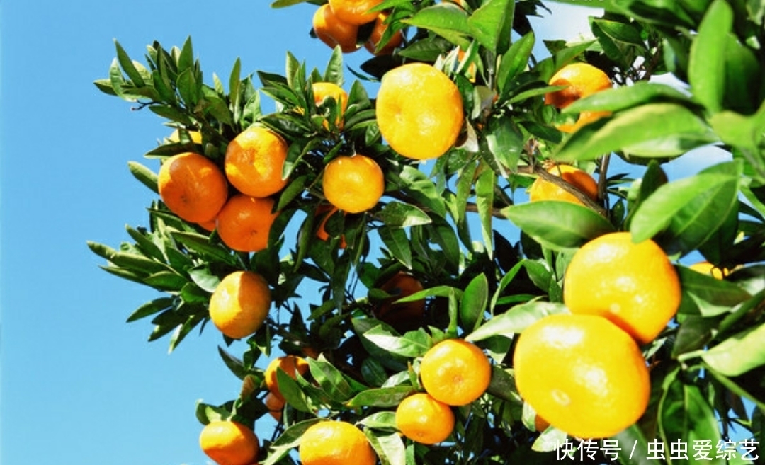 立冬后,咳嗽痰多好不了,教大家一招,轻松止咳化痰,药物不用抓