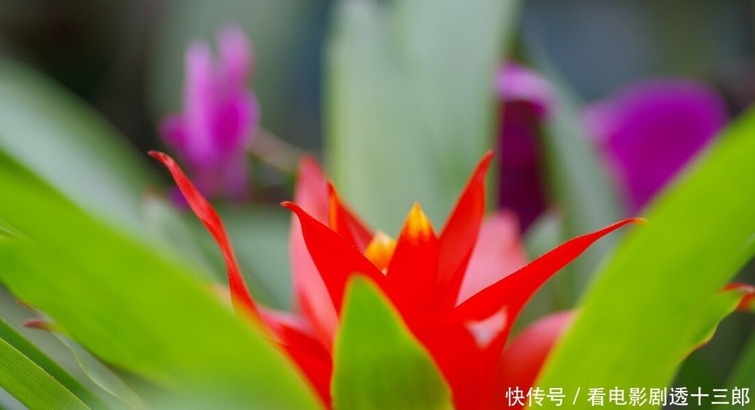 最适合送人的七种花,亲戚朋友见了都喜欢,花多又漂亮,还便宜