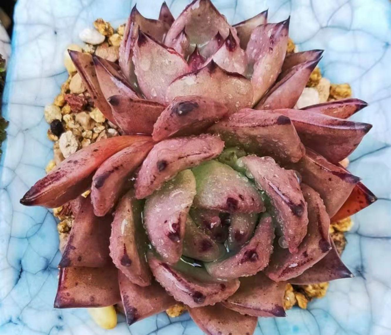 多肉一养就死,那是因为没做好这些