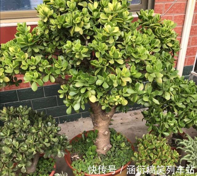 玉树|天气冷,六种花要“干养”,少水多晒才健壮,养成老桩更旺家