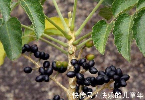 鸦胆子|5年前感染上幽门螺杆菌,老中医教会他认识了这10种草,受益终身