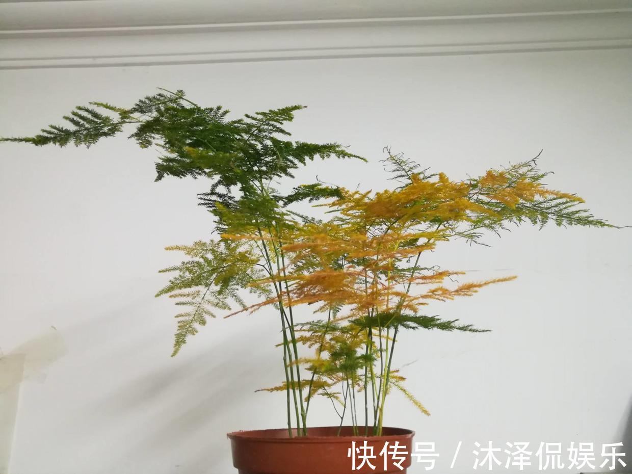 花友|她家的文竹成了精，爬的满屋都是，剪不迭！