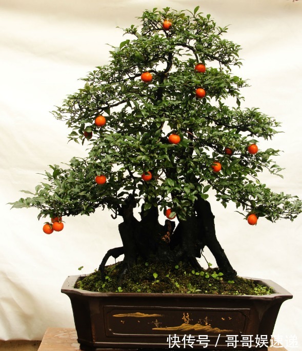 三种一个月不用浇水的耐旱花，轻松活几十年，越老越值钱！