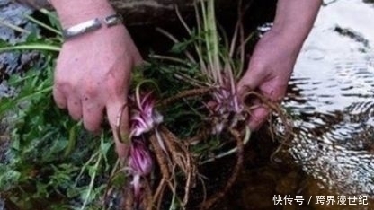 年龄|这种草,确实天然“雄激素”,男人喝一口,年龄越大喝越好