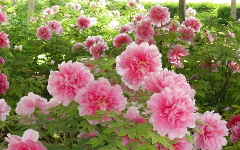 秋季|秋天养花，5买5不买，买错了浪费钱又闹心