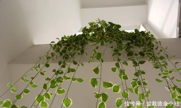 太多人不知道，在家里放上这几款植物，既能驱蚊还能吸甲醛