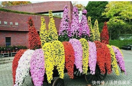 高山|喜欢菊花,不如养盆悬崖菊,花开似“高山悬崖”,开花爆满菊花海