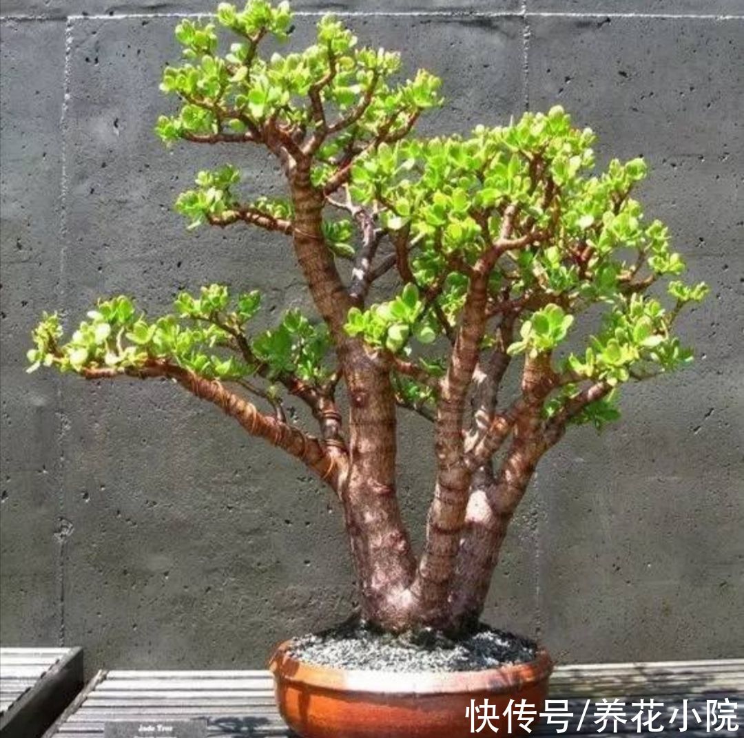 植物|玉树有“3怕2喜”，做好这几点，养成漂亮的盆景
