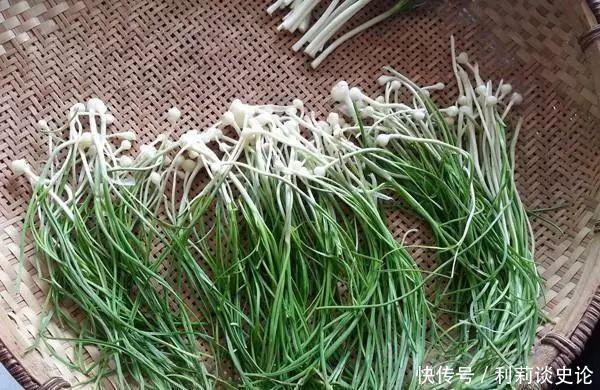 那些年吃过的野菜!农村真正的野味!