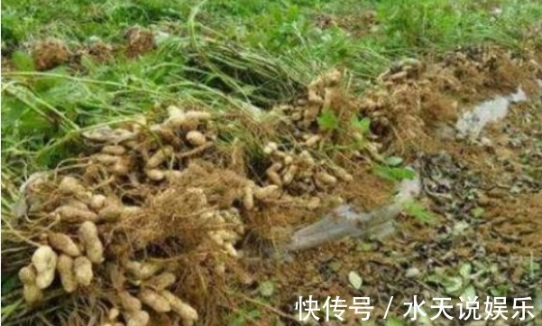 花生|花生养颜排毒、滋养补气,农民掌握病害防治,来年种出高产的花生
