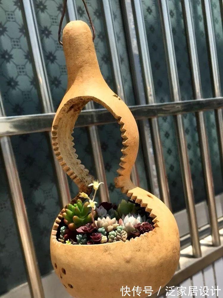 叶插|用葫芦种多肉，一养就是三年，邻居给钱都不卖