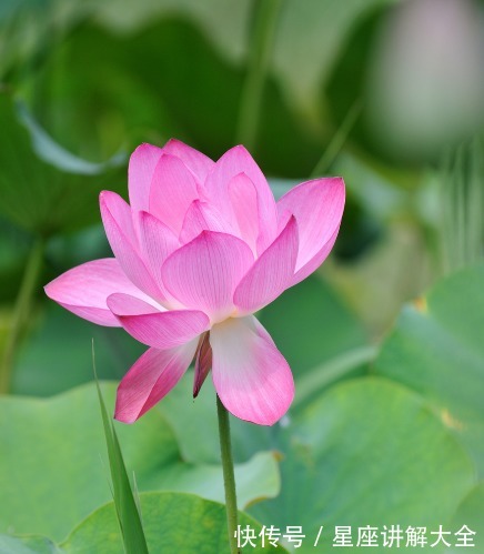 横财|9月上旬，运势节节高升，4属相吉星当头，横财不停，天天笑哈哈