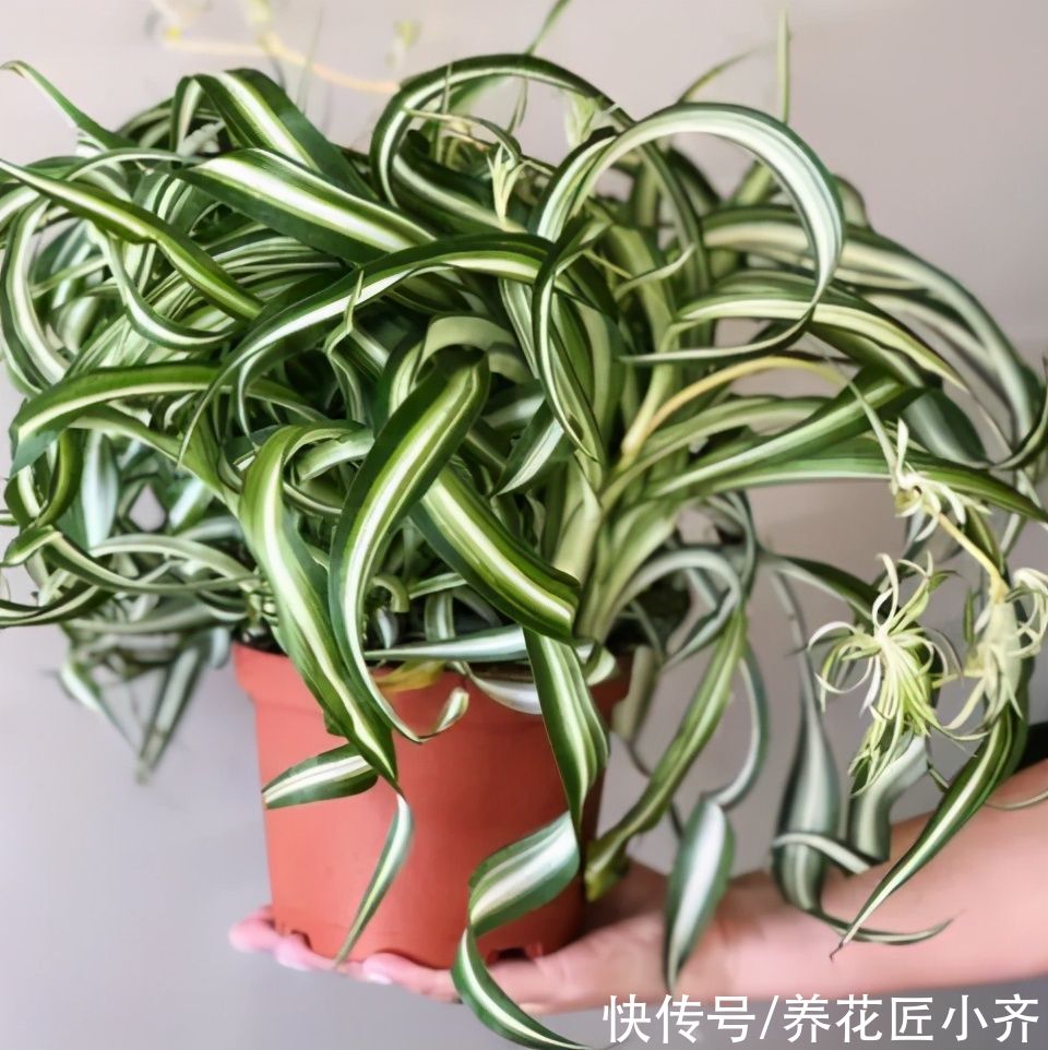 油画|油画吊兰已严重掉价,今年它是“贵族”吊兰,好养而且很“洋气”