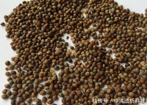 苏子籽|想要植物长得好,一种花肥炒一炒,养花盆底垫一些,3年不用施肥